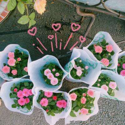 官方盈彩app下载